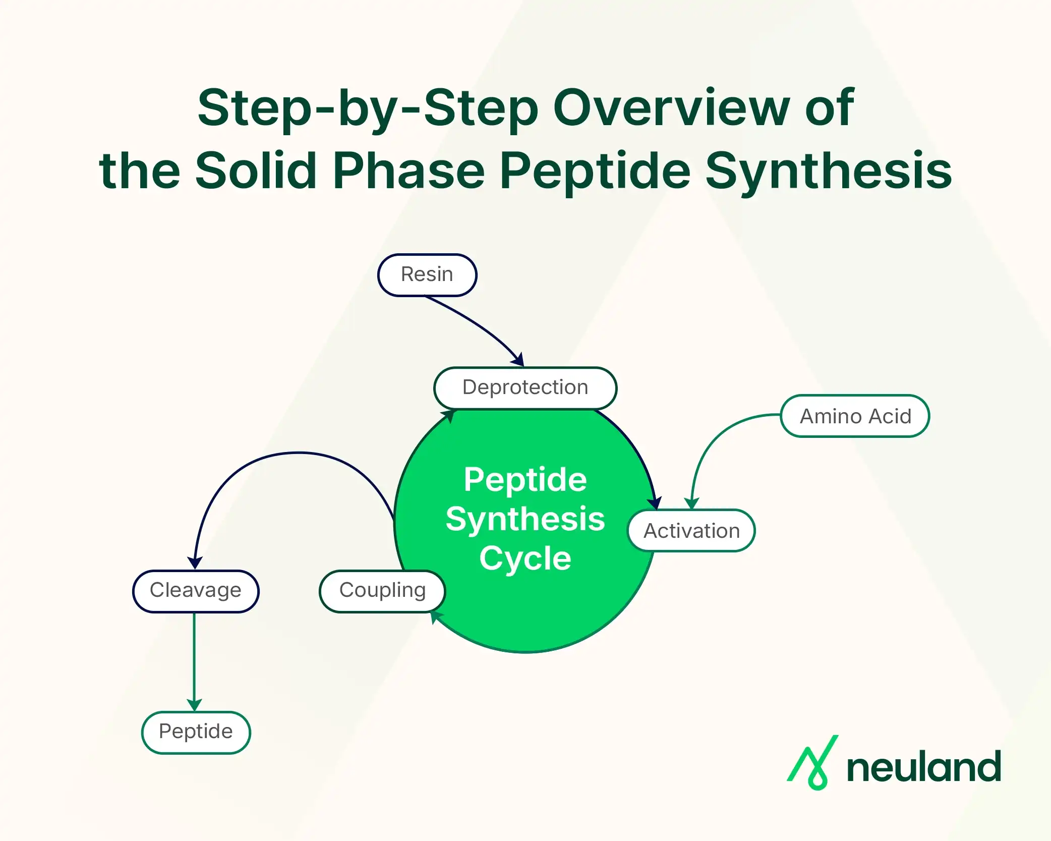 The key steps involved in the solid phase peptide synthesis